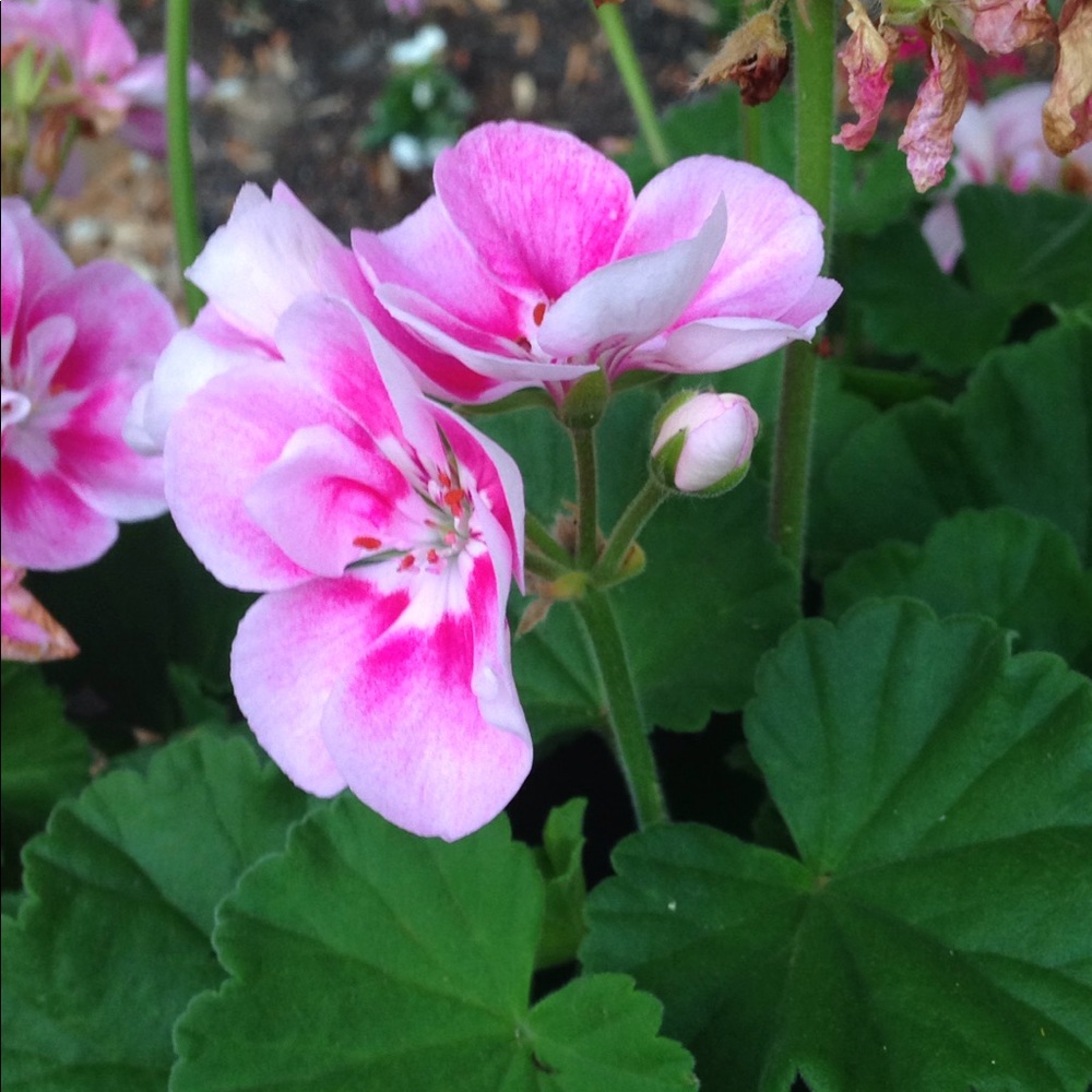 Meet your Posher, Laura